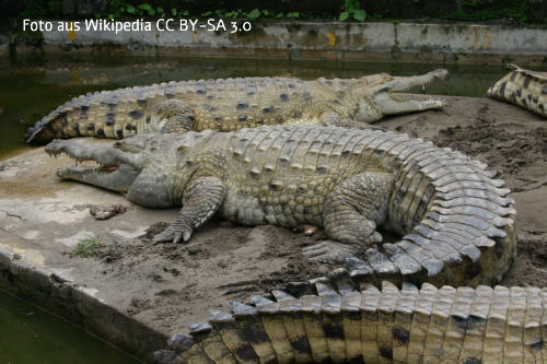 Orinoko-Krokodil (Crocodylus intermedius)