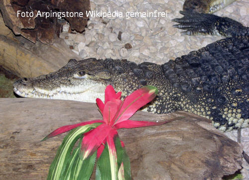 Beulenkrokodil (Crocodylus moreletii)