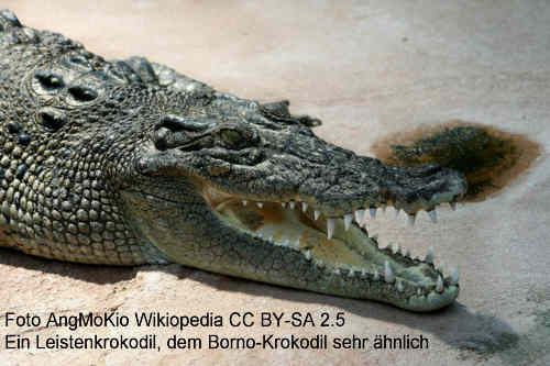 Ein Leistenkrokodil, diese Art ist dem Borneo-Krokodil optisch sehr ähnlich