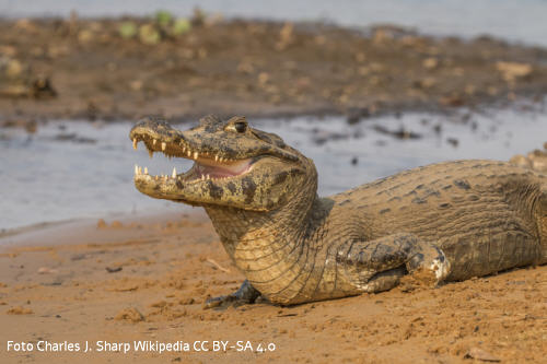 Brillenkaiman (Caiman yacare)