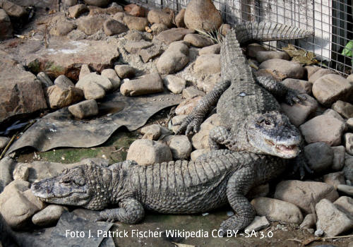 China-Alligator (Alligator sinensis)