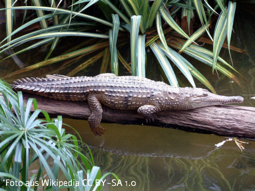 Australien-Krokodil (Crocodylus johnsoni)