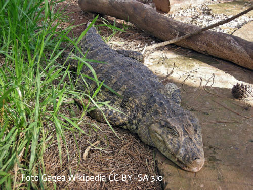 Breitschnauzenkaiman (Caiman latirostris)