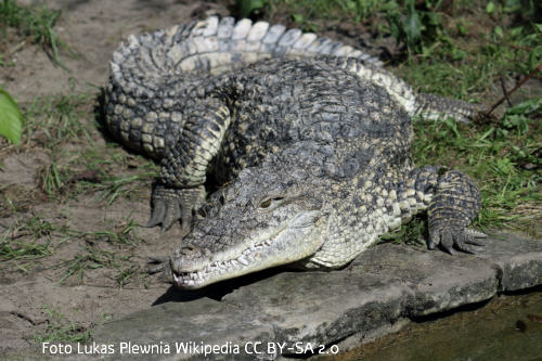 Kubakrokodil oder Rautenkrokodil (Crocodylus rhombifer)