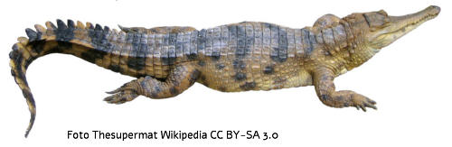 Panzerkrokodil (Crocodylus cataphractus)