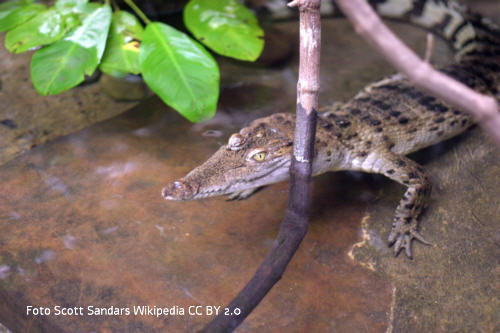 Philippinen-Krokodil (Crocodylus mindorensis)