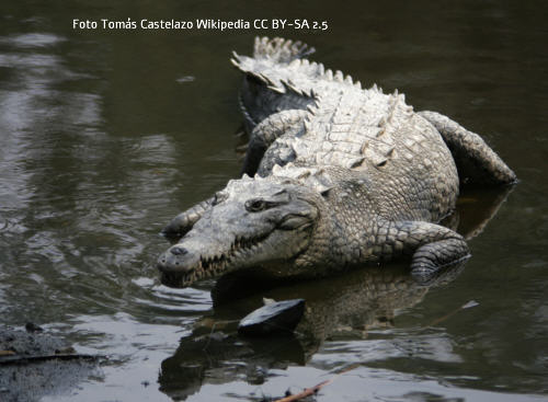 Spitzkrokodil (Crocodylus acutus)