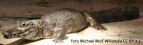 Krokodilkaiman (Caiman crocodylus)