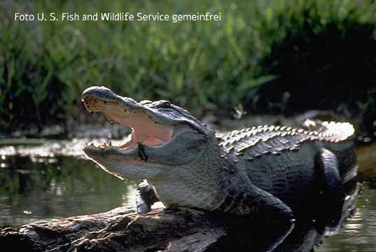 Mississippi-Alligator (Alligator mississippiensis)