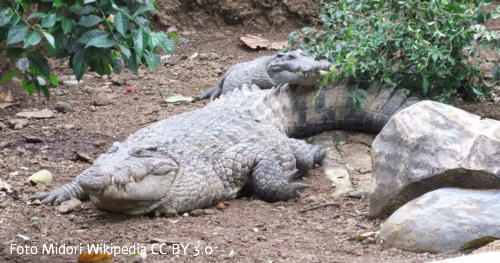 Neuguinea-Krokodil (Crocodylus novaeguineae)