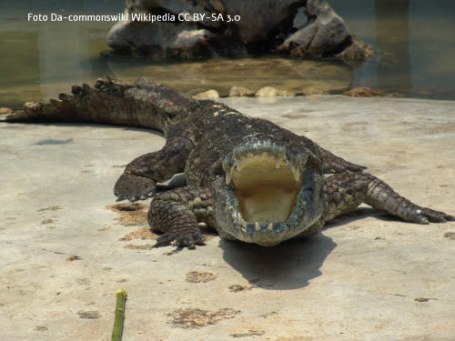 Siam-Krokodil (Crocodylus siamensis)