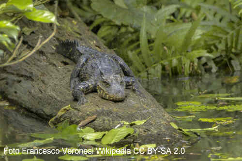 Ein junges Stumpfkrokodil (Ostaeolaemus tetraspis)