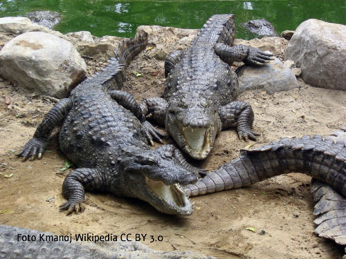 Sumpfkrokodil (Crocodylus palustris)